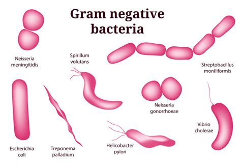 Gram positive bacteria have a layer of peptidoglycan in their cell wall that is notable for its ability to retain a grain stain (a complex formed between crystal violent and iodine). Top 35 Difference Between Gram Positive And Gram Negative ...