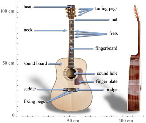 This guitar diagram of an acoustic guitar shows it's main composite parts. Acoustic Guitar Construction