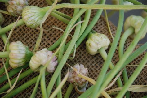 Garlic Scapes Care And Growing Guide