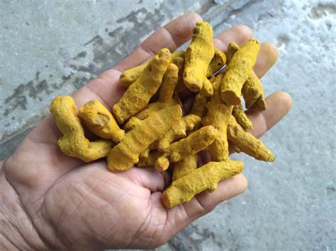 Curcumin Salem Dried Turmeric Finger For Spices Packaging Size