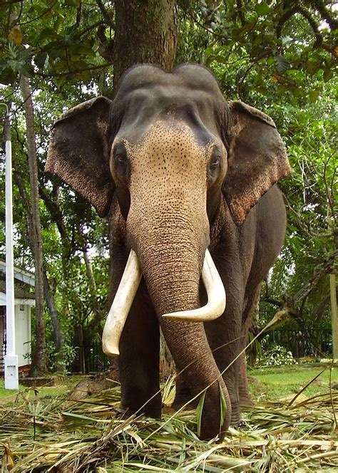 Sri Lankan Elephant Wallpaper