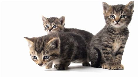 Three Cute Baby Tabby Kittens On White Background Stock
