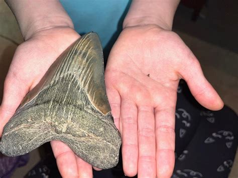 Year Old Discovers Megalodon Tooth Larger Than Her Hand Seeks To