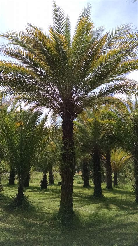 Medjool Date Palm Hardy Palm Tree Farm