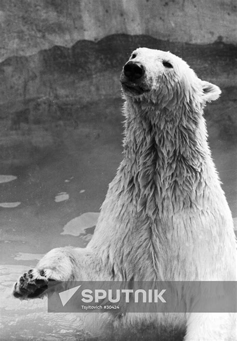 Polar Bear Moscow Zoo Sputnik Mediabank