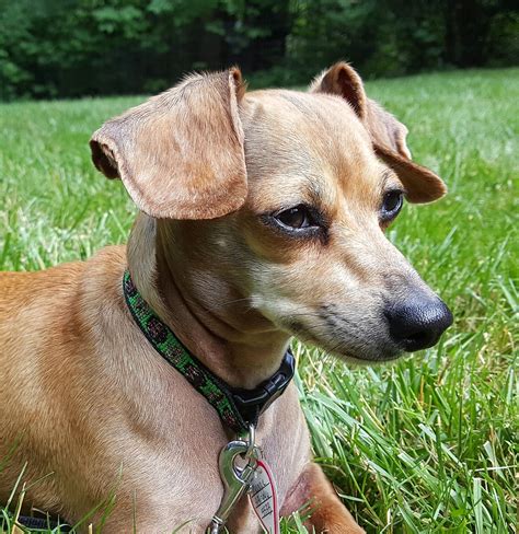 If you're in need of dog boarding or daycare in edison, north brunswick, south brunswick nj, or the surrounding area, look no further! All American Dachshund Rescue website | Pets, Kitten ...
