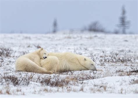Everything You Need To Know About Polar Bears New Big 5