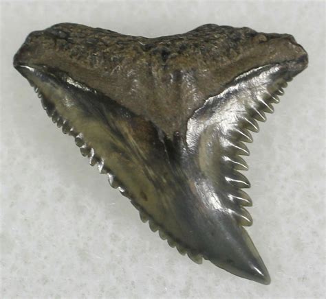 71 Hemipristis Shark Tooth Fossil Florida 25321 For Sale