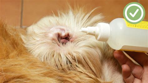 Unique 80 Of How To Clean Dogs Ears At Home Plissement