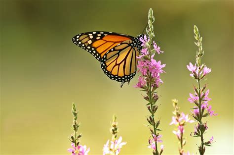 Desktop Wallpapers Monarch Butterfly Butterfly Animals