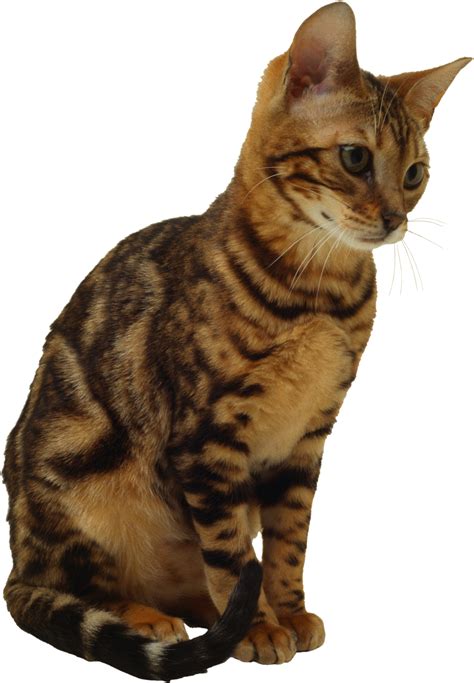 Cats Png Image Without Background Web Icons Png