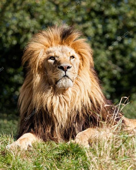 Proud Majestic Lion Sitting In Grass Stock Photo By ©scheriton 14211893