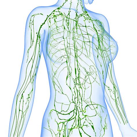 Royalty Free Lymphatic System Pictures Images And Stock Photos Istock