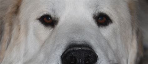 This page is in honor of the great pyrenees dog breed any pyrenees. Pure Pyr Pleasure!! My fave/the greatest breed ever ...