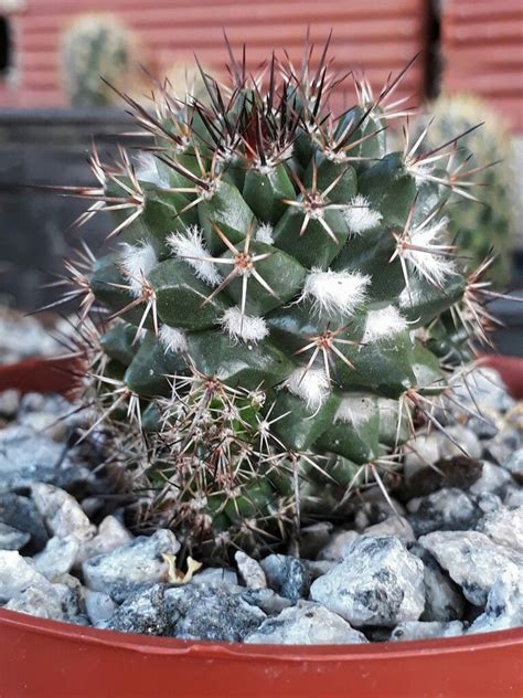 Encuentra y descarga recursos gráficos gratuitos de cactus suculentas. Mamillaria Voburnensis (con imágenes) | Cactus y ...