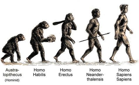 Stages of human evolution pictures. Name in sequence the four main stage of human evolution ...