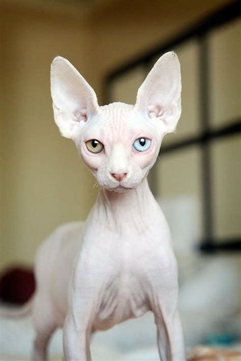 20 Things All Sphynx Cat Owners Must Never Forget The Paws