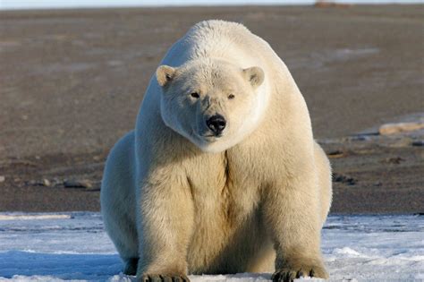 A Real World Approach To Preserving Polar Bears In Alaska