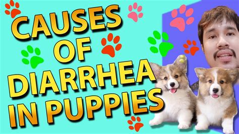 Causes Of Diarrhea In Puppies Youtube