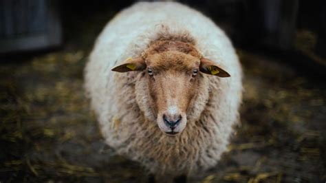 Merriam Webster Adds The Word Sheeple To Its Dictionary Fits Perfectly