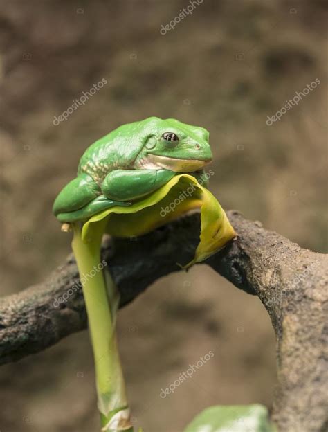 Mexican Dumpy Tree Frog Stock Photo By ©johnanderson 37121771