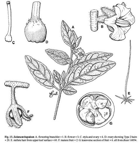 Factsheet Solanum Hapalum