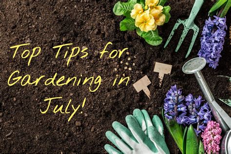 Top Tips For Gardening In July Latest Earnshaws