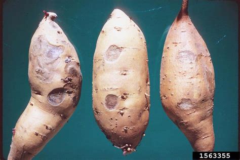 Fusarium Root Rot And Wilt Fusarium Oxysporum On Sweetpotato