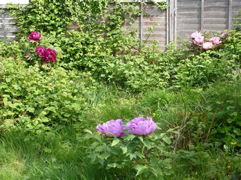 Not only did he provide a mountain of three years later the tree peonies had survived deer browsing, windstorms and less than ideal by the time the house was packed and all was sorted out, i had three days left to lift to move plants. Tree peonies 2009
