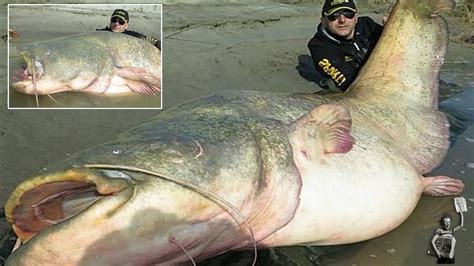 What A Whopperfisherman Reels In Record Breaking 19 Stone Catfish