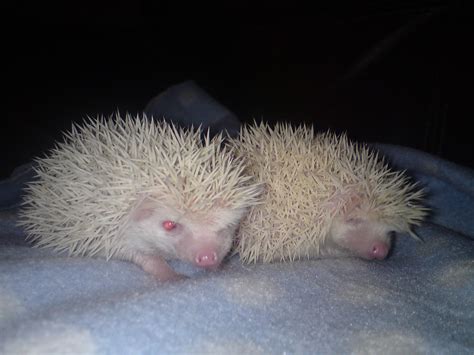 Se England 2 Albino African Pygmy Hedgehogs Reptile Forums