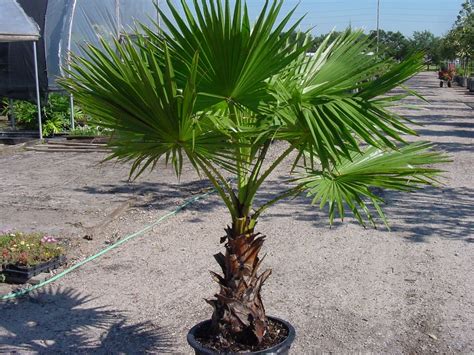 Palm trees come in various shapes and forms and can be found all around the globe. Washingtonia robusta - Mexican Fan Palm. Mature height is ...