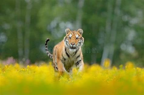 Siberian Tiger In Beautiful Habitat Amur Tiger Sitting In The Grass