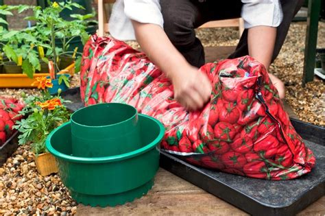 Growing Tomatoes In Grow Bags The Best Effective 6 Steps Guide
