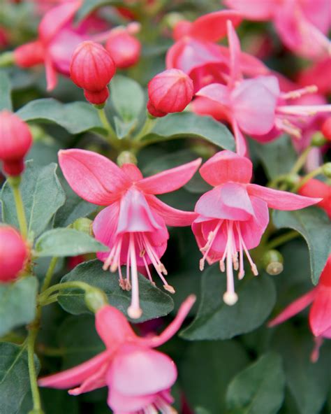 Fuchsia Shadow Dancers Yolanda Pleasant View Gardens