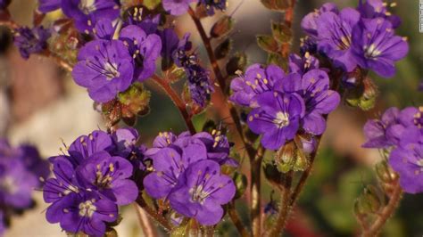 Sympathy flowers are normally sent as soon as you hear of the death, but even if you. Death Valley sees rare 'superbloom' of wildflowers - CNN