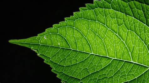 Download Wallpaper 3840x2160 Leaf Green Macro Veins Black