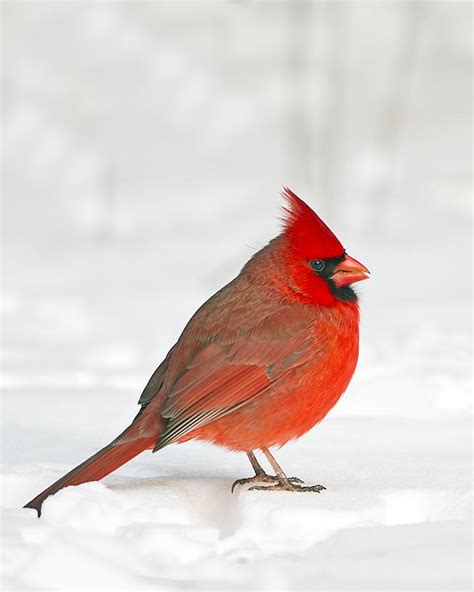 Male Northern Cardinal Photograph By John Vose
