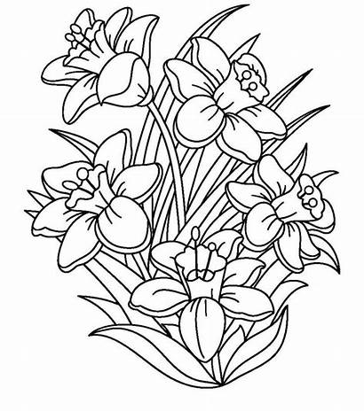 Coloring Pages Nature Adults Daffodils Adult Flower