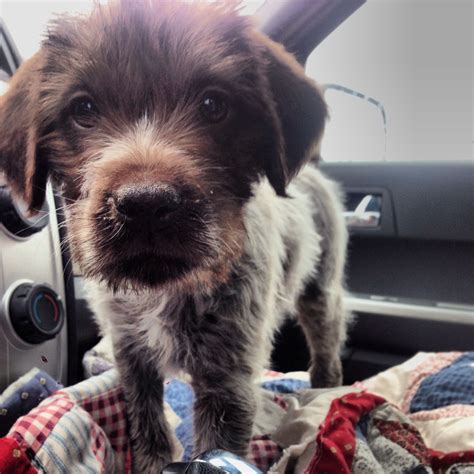 The whiskery german wirehaired pointer is an enthusiastic, sweet companion who does best with rigorous activity. German wirehaired pointer puppy rescue Winnie! | German ...