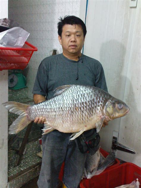 river fish supplier peters fish trading sarawak tengalan sarawak mungalan puntius bulu