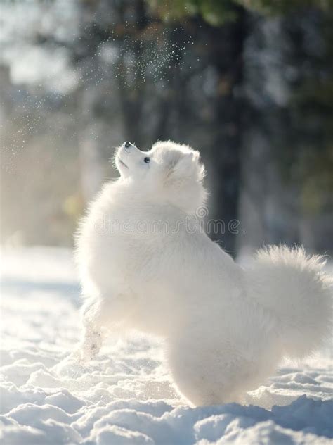 Samoyed Dog In Winter Stock Photo Image Of Active Snowy 162916236