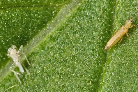 Lifecycle Of Thrips Egg To Adult In Less Than 10 Days