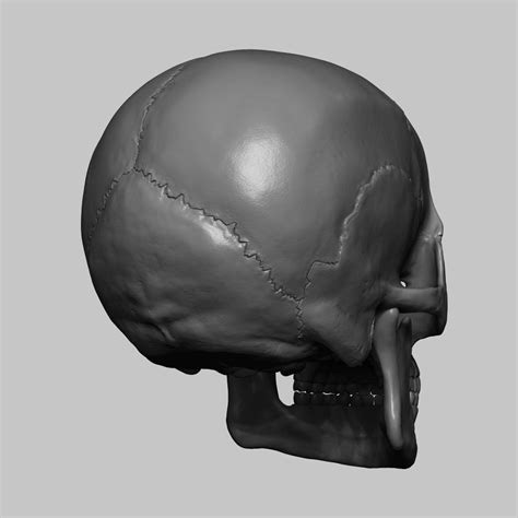 Human Male Skull 3d Model Cgtrader
