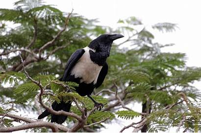 Crows Crow Pied Wallpapers Desktop Animal Birds