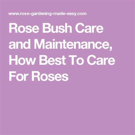 Rose Bush Care And Maintenance How Best To Care For Roses