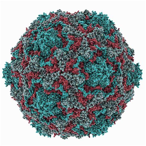 Echovirus 7 Capsid Molecular Model Photograph By Science Photo Library
