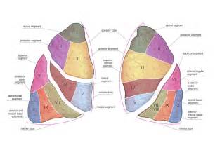 Lung Lobes Anatomy