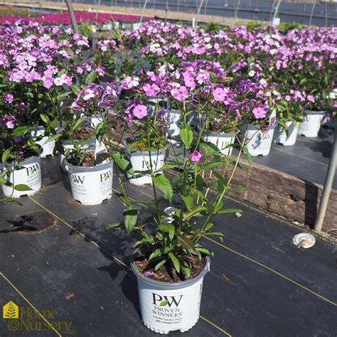 Phlox X Cloudburst Garden Phlox From Home Nursery