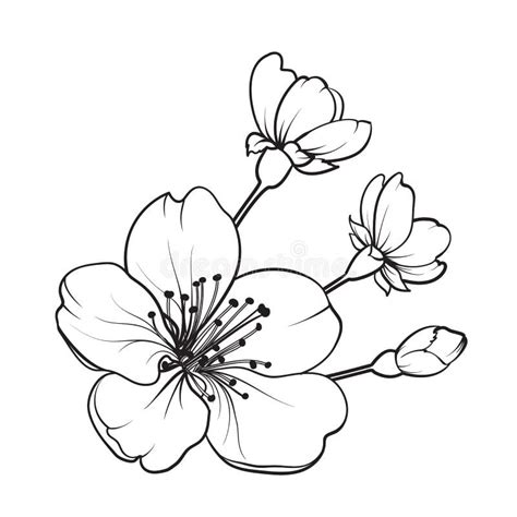 Hand Drawn Design Elements Sakura Flowers Collection Stock Vector